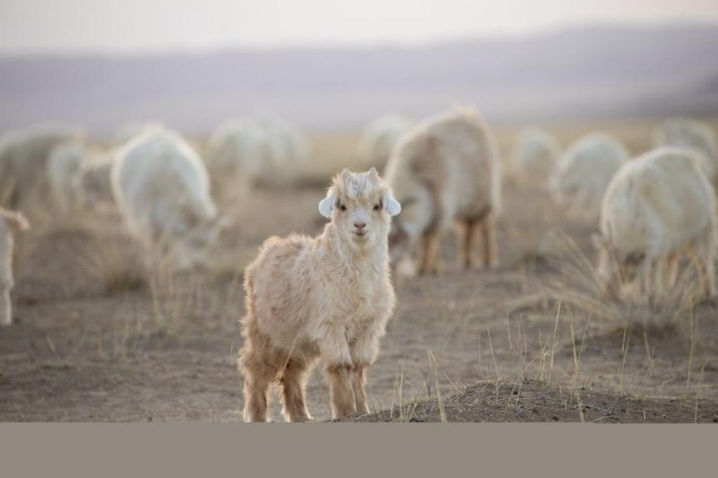 Not All Cashmere Is Created Equal