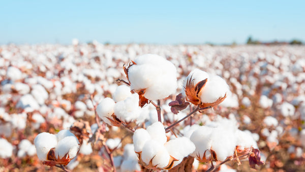 Organic Cotton: Why It's Better for Us & The Planet
