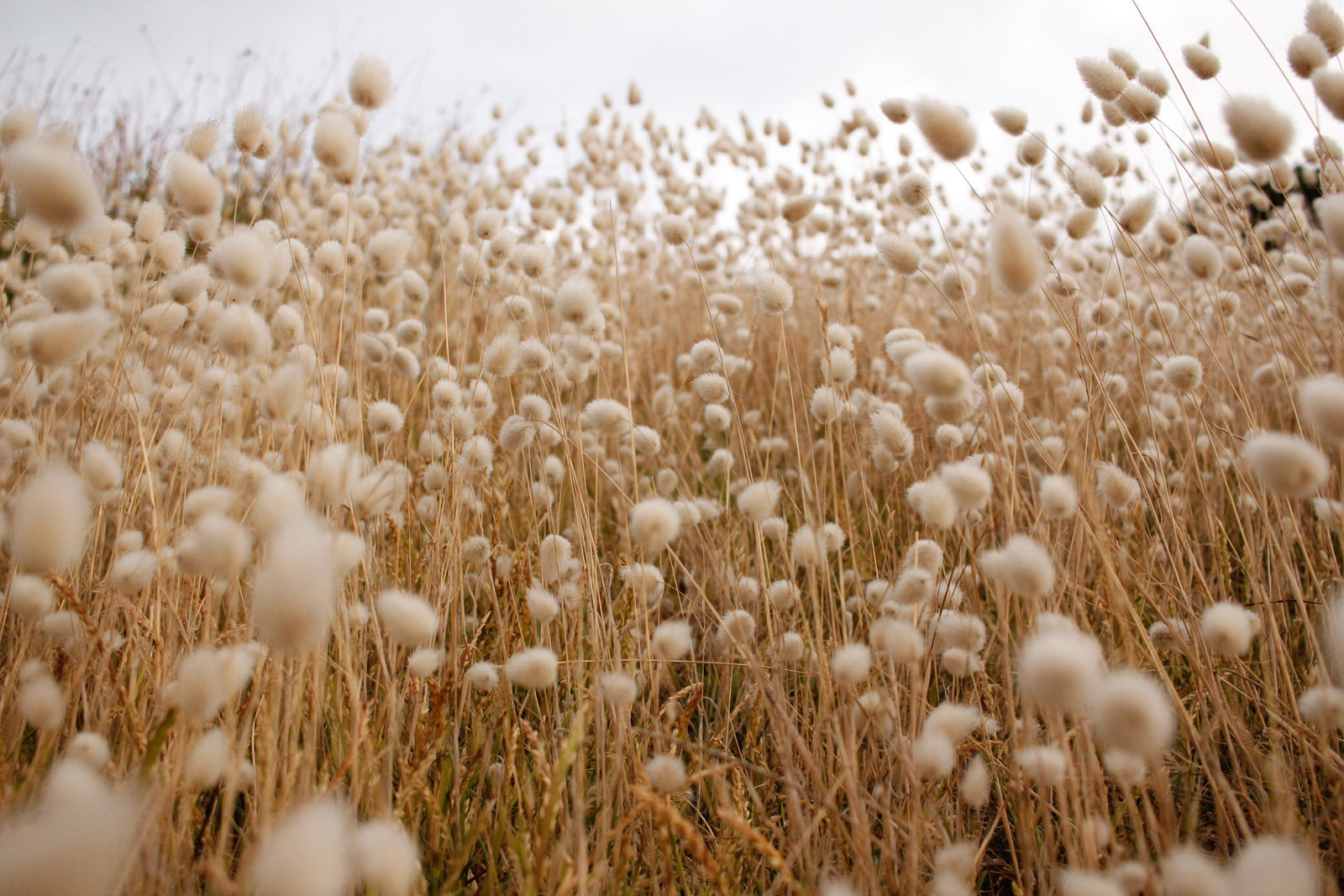 What's the Difference Between Organic Cotton & GOTS Certified Organic Cotton
