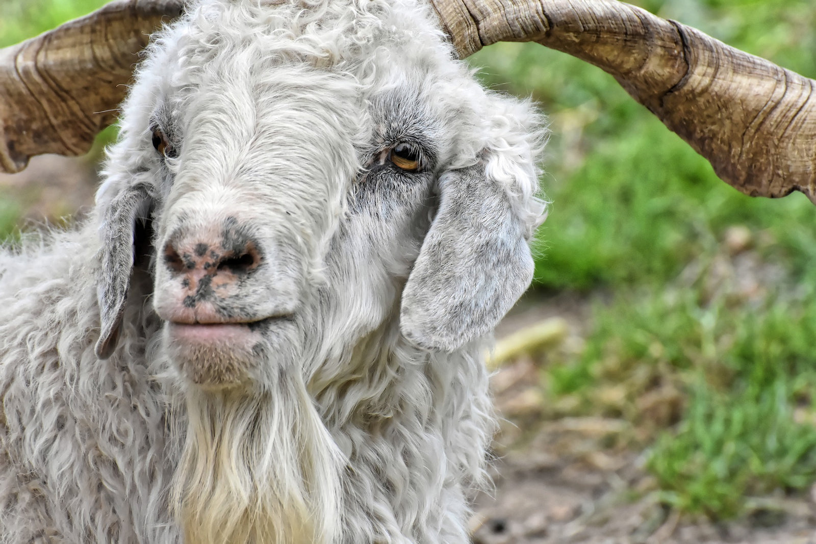 Should I Be Wary Of Cheap Cashmere?