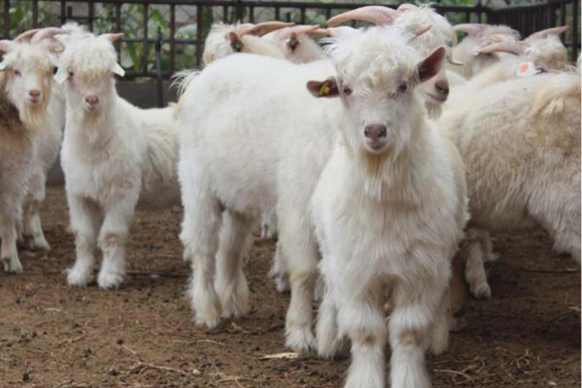 Why Cashmere Is A Better Winter Choice Than Wool For Kids
