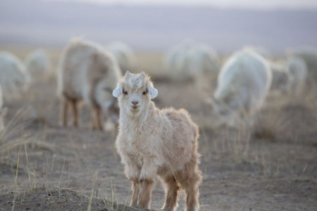 Where Does Cashmere Come From? Inside Inner Mongolian Sourcing