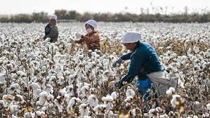 Why Organic Cotton Is Far Better For The Planet Than Normal Cotton