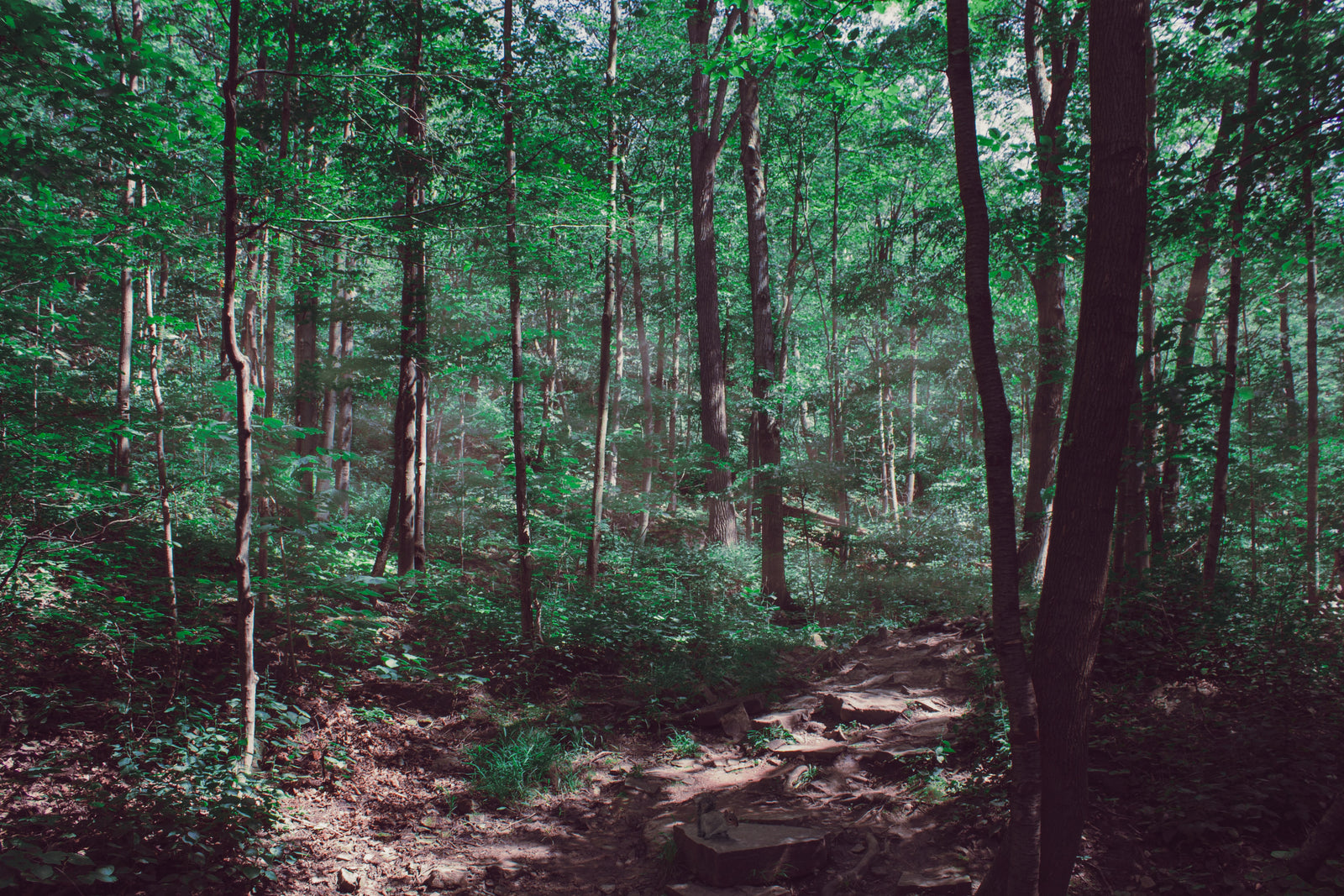 Climate Change: We Are Carbon Offsetting