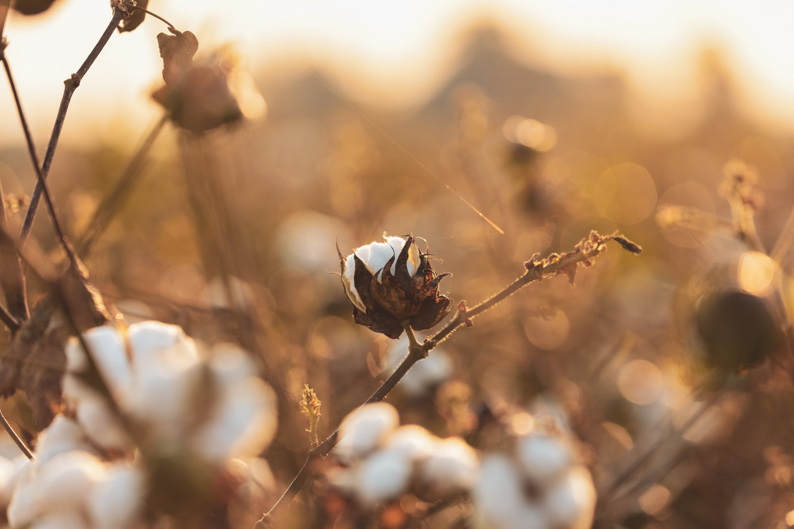 Why We Are Going Organic