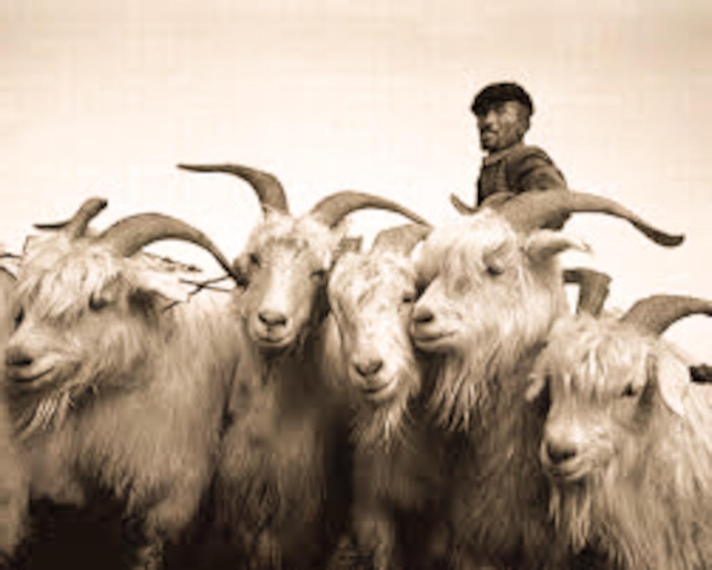 The History Of Cashmere