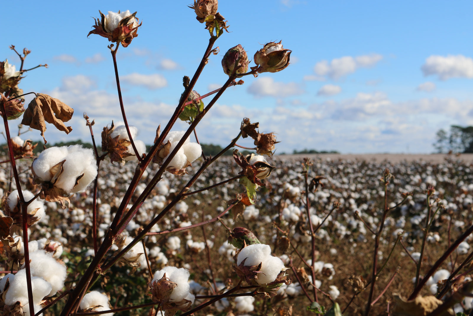 Why Organic Cotton Cashmere Is Such A Lovely Choice For Kids